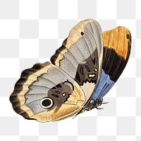 Butterfly png sticker, vintage painting on transparent background