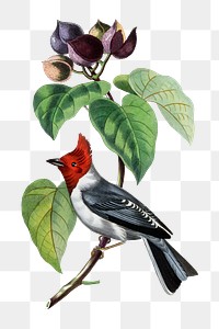 Finch png sticker, vintage painting on transparent background