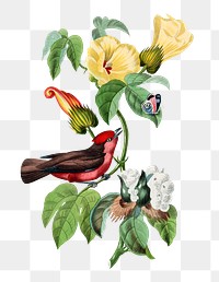 Vermilion flycatcher png sticker, vintage painting on transparent background