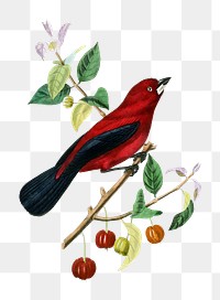 Ramphocelus bird png sticker, vintage painting on transparent background