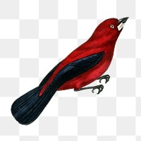 Ramphocelus bird png sticker, vintage painting on transparent background