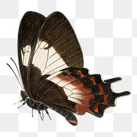 Butterfly png sticker, vintage painting on transparent background