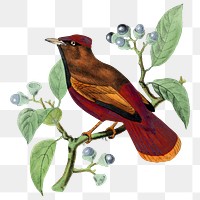 Larks png sticker, vintage painting on transparent background