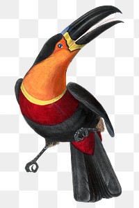 Png channel billed toucan bird sticker, vintage painting on transparent background