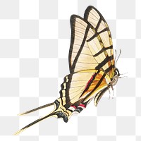 Butterfly png sticker, vintage painting on transparent background