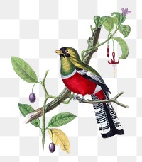 Crimson rosella bird png sticker, vintage painting on transparent background