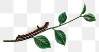 Caterpillar png sticker, vintage insect illustration, transparent background