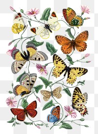 Butterfly png sticker, vintage insect illustration, transparent background