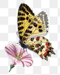 Butterfly png sticker, vintage painting on transparent background