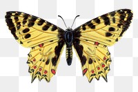 Butterfly png sticker, vintage painting on transparent background