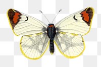 Butterfly png sticker, vintage painting on transparent background