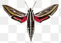 Moth png sticker, vintage painting on transparent background