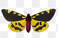 Moth png sticker, vintage painting on transparent background