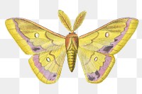 Moth png sticker, vintage painting on transparent background