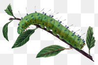 Caterpillar png sticker, vintage insect illustration, transparent background