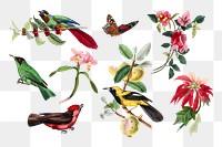 Bird png sticker, vintage painting on transparent background set