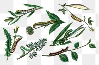 Caterpillar png sticker, vintage insect illustration, transparent background set