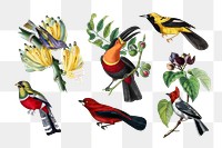 Bird png sticker, vintage painting on transparent background set