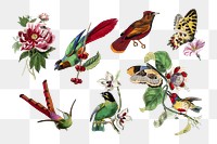 Bird png sticker, vintage painting on transparent background set