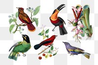 Bird png sticker, vintage painting on transparent background set