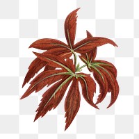 Leaf png sticker, botanical illustration, transparent background