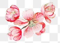 Vintage pink apple blossom flower design element