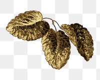Vintage gold cabbage provence rose flower leaf design element