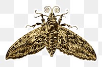 Vintage gold moth insect design element