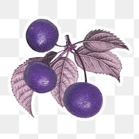 Vintage purple cherry fruit branch sticker with white border