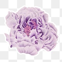 Vintage purple Chinese tree peony flower sticker with white border