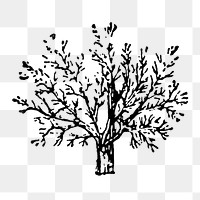 Hand drawn tree png sticker, digitally enhanced from our own original copy of The Open Door to Independence (1915) by Thomas E. Hill.