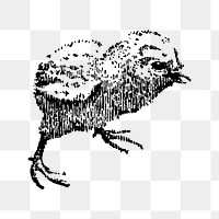 Chick sticker png, black ink drawing, digitally enhanced from our own original copy of The Open Door to Independence (1915) by Thomas E. Hill.