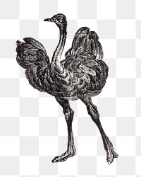 Vintage png black and white ostrich, featuring public domain artworks