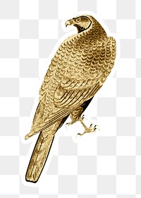 Golden goshawk sticker design element