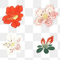 Japanese azalea floral ornamental png element set, artwork remix from original print by Watanabe Seitei