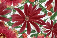 Cineraria flower png background, vintage Japanese art