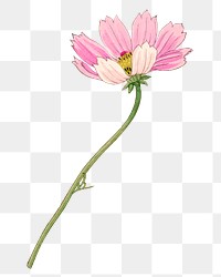 Pink cosmos flower png sticker, Japanese ukiyo e art, transparent background