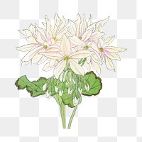 Png vintage white geranium flower illustration, Japanese art painting on transparent background