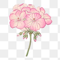 Pink geranium flower png sticker, vintage Japanese art on transparent background