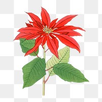 Vintage poinsettia flower png collage element, Japanese floral art, transparent background