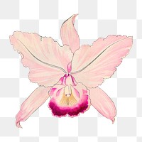 Png oncidium orchid flower sticker, vintage Japanese art on transparent background