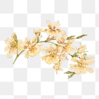 Png yellow orchid flower sticker, vintage Japanese art on transparent background