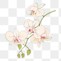 Moth orchid png sticker, Japanese ukiyo e art, transparent background