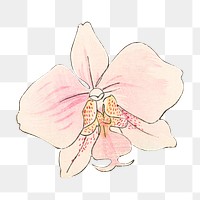 Moth orchid png sticker, Japanese ukiyo e art, transparent background