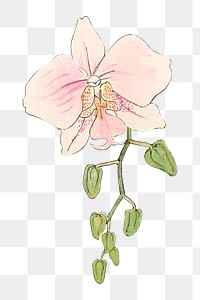 Png vintage moth orchid flower sticker, Japanese ukiyo e art, transparent background