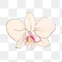 Png vintage moth orchid flower sticker, Japanese ukiyo e art, transparent background