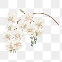 Moth orchid png sticker, Japanese ukiyo e art, transparent background