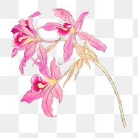 Png pink laelia orchid flower sticker, Japanese ukiyo e art, transparent background