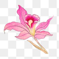 Png pink laelia orchid flower sticker, Japanese ukiyo e art, transparent background
