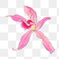 Png pink laelia orchid flower sticker, Japanese ukiyo e art, transparent background